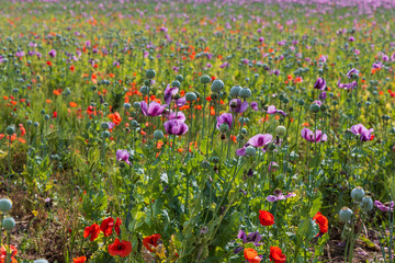 Colorful poppy flowers. Red and purple flowers. Green poppies.