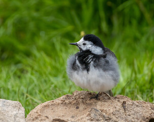 Juvenile pied wagtail with fluffy plumage feathers