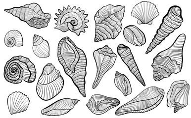 Line set of different seashells on a white background.