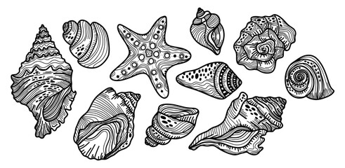 Line set of different seashells on a white background. Sketch of different decorations for the beach or sea