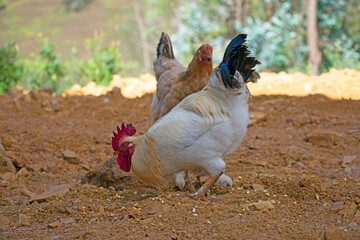 chicken on the farm