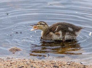 Cute little duckling eating some bread in the water