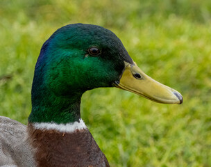 Close up of a drake duck's colourful green head