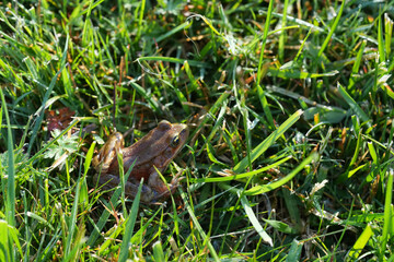 Closeup on a lightbrown North-American endangered red-legged frog, Rana aurorae in the grass