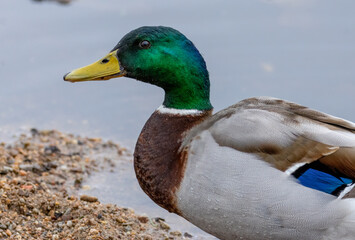 Close up of a drake duck's colourful green head