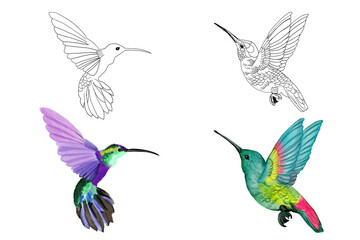 Hummingbird set of flying birds summer tropical Hand drawn illustration on a transparent background