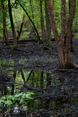 Obraz premium trees and lake in park