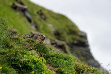 Impressive image of a mountain marmot (Marmota marmota) resting on a sunny rock with a panoramic view of the mountain landscape. This photo highlights a quiet moment. Svist horsky. Alpen.