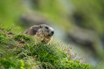 Impressive image of a mountain marmot (Marmota marmota) resting on a sunny rock with a panoramic view of the mountain landscape. This photo highlights a quiet moment. Svist horsky. Alpen.
