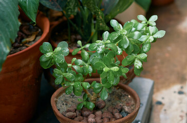 lush green, fleshy leaves of 'good luck' jade plant (Crassula ovata). A popular succulent houseplant that is adaptable and easy-growing. Native to Africa, all parts of this plant are toxic to pets.