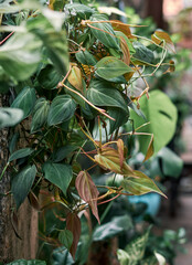 Philodendron micans plant in hanging pot. Native to tropical regions of Mexico and the Caribbean,...