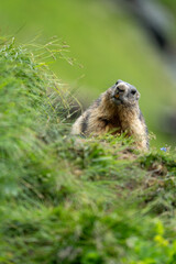 Impressive image of a mountain marmot (Marmota marmota) resting on a sunny rock with a panoramic view of the mountain landscape. This photo highlights a quiet moment. Svist horsky. Alpen.