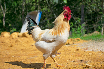 chicken on the farm