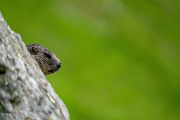 Impressive image of a mountain marmot (Marmota marmota) resting on a sunny rock with a panoramic view of the mountain landscape. This photo highlights a quiet moment. Svist horsky. Alpen.