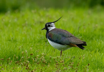 Close up of a beautiful lapwing bird on the grass