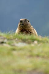 Impressive image of a mountain marmot (Marmota marmota) resting on a sunny rock with a panoramic view of the mountain landscape. This photo highlights a quiet moment. Svist horsky. Alpen.