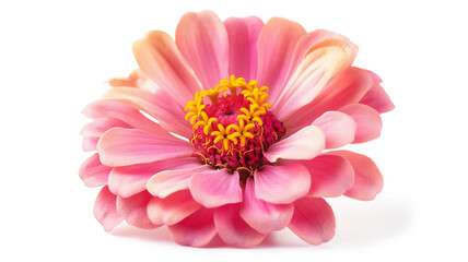 Close-up of a pink zinnia flower with vibrant petals and a yellow center on a white background.