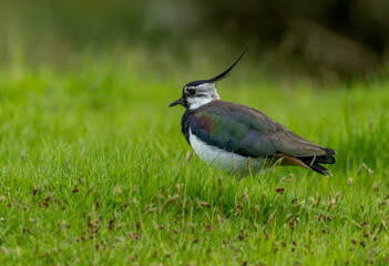 Close up of a beautiful lapwing bird on the grass