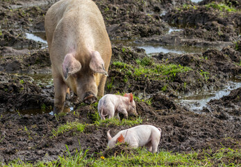 Cute little piglets playing in a field © Sarah