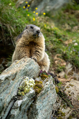Impressive image of a mountain marmot (Marmota marmota) resting on a sunny rock with a panoramic view of the mountain landscape. This photo highlights a quiet moment. Svist horsky. Alpen.