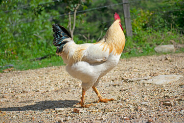 chicken on the farm