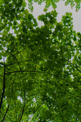 trees and lake in park