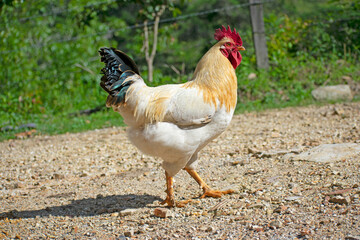 chicken on the farm