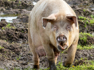 Fototapeta premium Sow, female pig, in a muddy field