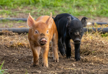 Cute little piglets playing in a field