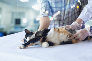 Doctor listening to cat on table with nurse .