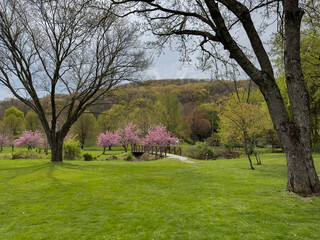 Obraz premium Park with Cherry Blossom Trees
