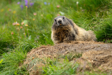 Impressive image of a mountain marmot (Marmota marmota) resting on a sunny rock with a panoramic view of the mountain landscape. This photo highlights a quiet moment. Svist horsky. Alpen.