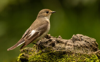 Pied flycather on a tree stump