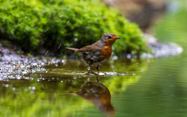 Robin taking a bath in the forrest