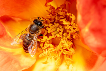 Biene in einer Blüte - Close up