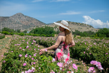 Young and beautiful woman with a hat on her head, walking in a rose field.  Famous Isparta rose.