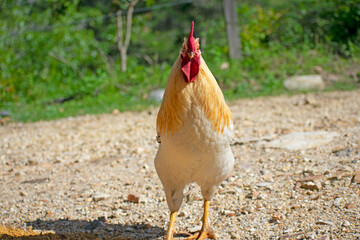chicken on the farm