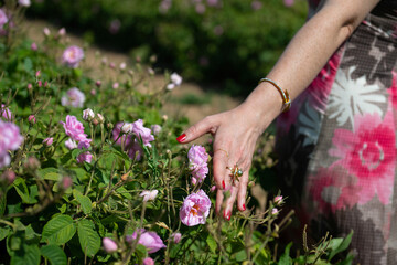 Woman touching pink roses in a rose field.  Famous Isparta rose.