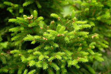 Close-up of fir-needle tree branches composition as a background texture.