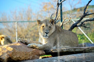 lion cub in the wild