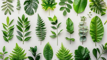 A collection of verdant foliage