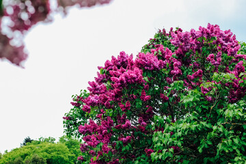 Pink lilac flower close-up in botanical garden