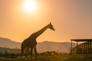 giraffe on sunset