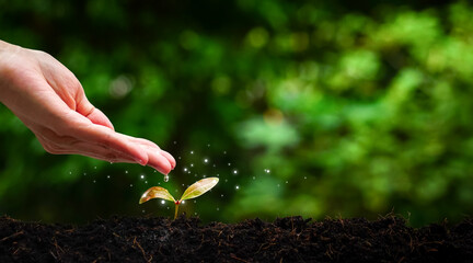 Woman hands watering a sapling growing from the soil with glow light in the garden.Farming.Earth...