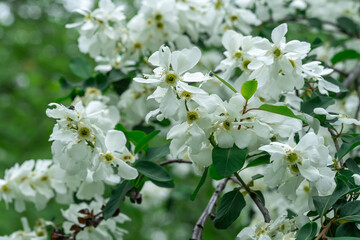Blooming pearl bush of exochorda in springtime in park. Beautiful white flowers exochorda alberta on ornamental shrub. Green leaves plants in rosaceae family on branches. Spring blossom in sunny day.
