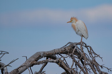 Auf Ast sitzender Kuhreiher