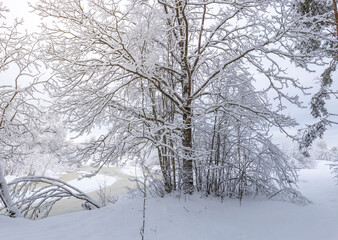 Obraz premium A magical snowy forest enveloped in a blanket of white, with dense clusters of trees standing tall amidst the serene stillness.