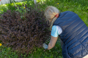 A woman wearing gloves pulls out weeds around a red bush with green and yellow leaves. The focus is on hands and bushes, emphasizing the importance of plant care and garden maintenance.