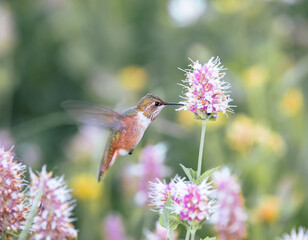 hummingbird feeding on flower