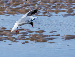 Black headed gull flapping its wings